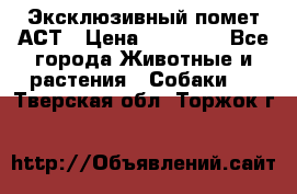 Эксклюзивный помет АСТ › Цена ­ 30 000 - Все города Животные и растения » Собаки   . Тверская обл.,Торжок г.